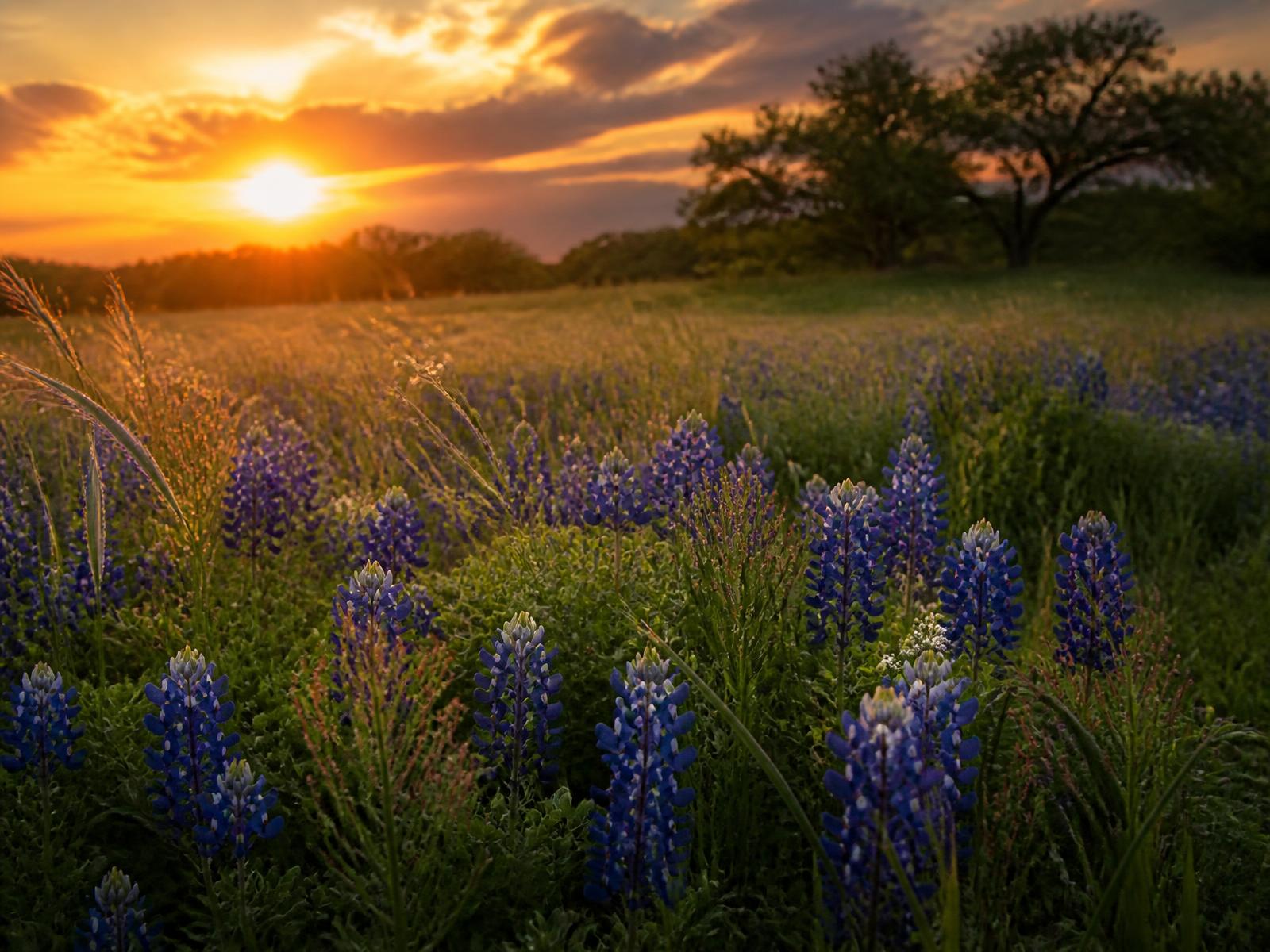 Hidden Creek Nature Area in Prosper, Texas — portrait photography location